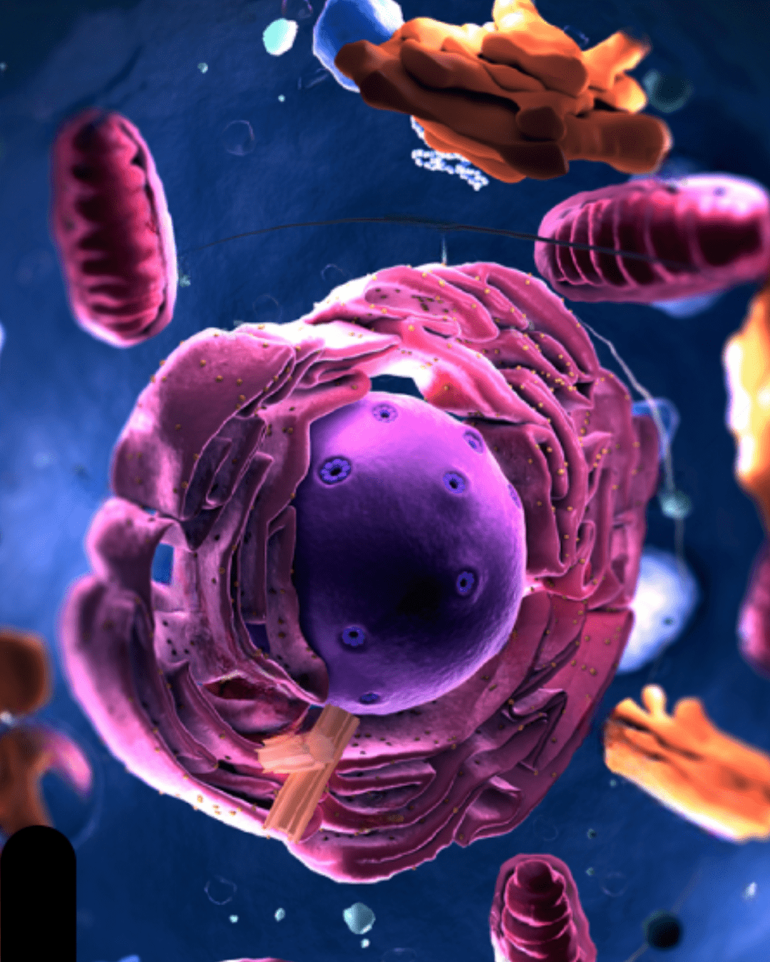 mitochondria functions